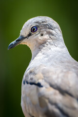 close up of a seagull