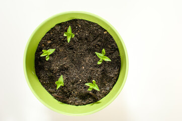 Nu Mex Twilight, Bolivian Rainbow Chili Pepper potted plant