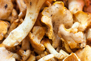 Pile of yellow chanterelle mushrooms for cooking (Cantharellus Cibarius)