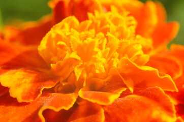 Close-up of a blooming marygold in the garden