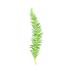 Green Fern as Vascular Plant with Stem and Complex Leaves Vector Illustration