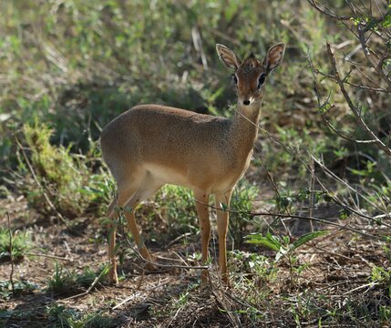 white deer