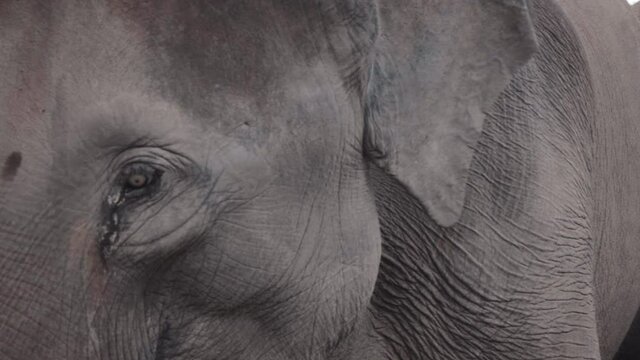 thai elephant free unchained  