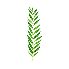 Green Fern as Vascular Plant with Stem and Complex Leaves Vector Illustration