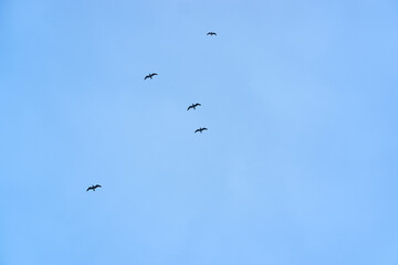 Horizontal banner with seagulls flying in sky. Silhouette of wild birds flying in blue sky.