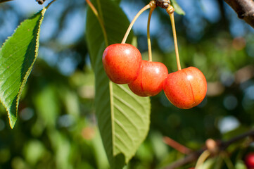 Sweet cherries on a branch