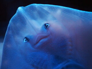 Common stingray close up in the aquarium
