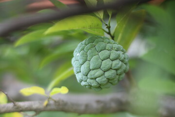 Fototapeta premium close up of an tree