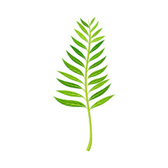 Green Fern as Vascular Plant with Stem and Complex Leaves Vector Illustration