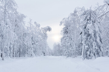 winter snowy road among frozen trees in a frosty landscape