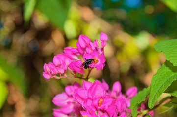 bee on a flower