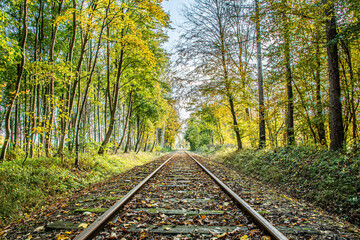 Old railroad through the forest 