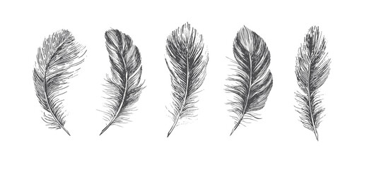 Feathers, Hand drawn style sketch illustrations.	