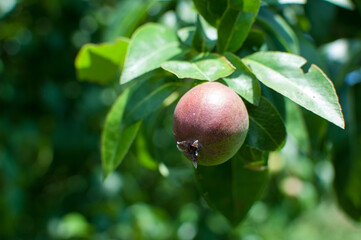 Young green pear on the branch of the tree