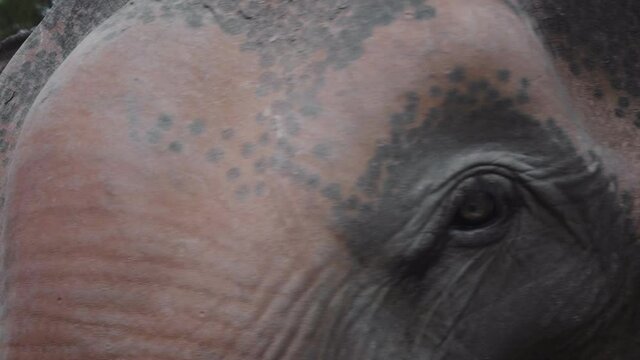 thai elephant free unchained  