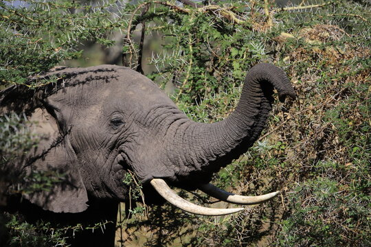 african elephant eating