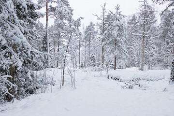 Winter forest in the snow. Snowy weather.