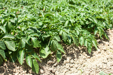 Field of green potato bushes