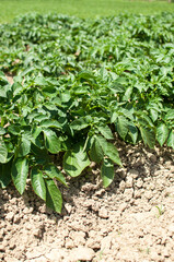 Field of green potato bushes