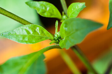 Potted young pepper Jalapeno - detail