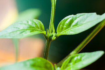 Potted young pepper Jalapeno - detail