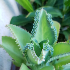 natural nature fractal leafs pattern