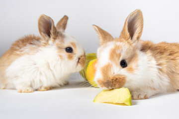 Fototapeta premium Two little red fluffy rabbits are eating yellow apples on a white background. Pet rabbit food, photo with copy space for pet shop and veterinary clinic