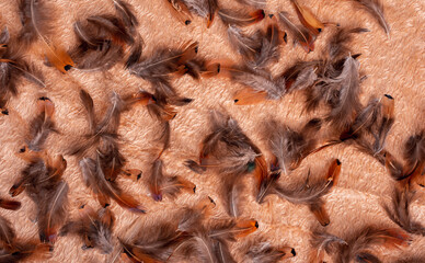  Alot of bird wings together on a fluffy cloth