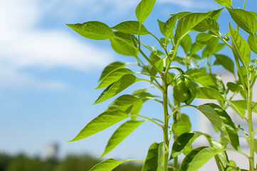 Jamaican Red Hot Pepper potted plant