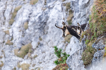 2 mountain goats looking into nature