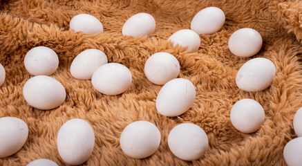  A closeup of alot of white eggs placed randomly on a fluffy cloth