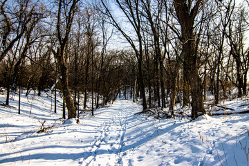 winter forest in the snow