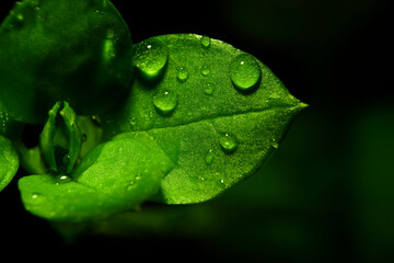 Macro photography. Photographs with a shallow depth of field, the real subject is only a few millimeters long.