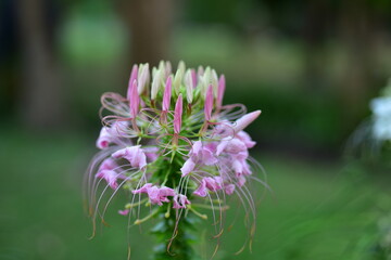 Colorful flowers in nature.flowers in the garden.Flower Blooming in the Suan Luang Rama IX Park. 