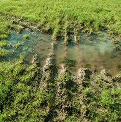 Puddle in a farming field