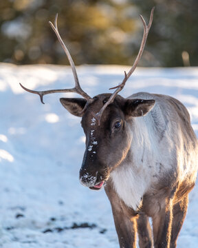 Caribou Bilder Durchsuchen 22,729 Archivfotos, und