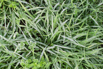 Frost on the green grass. Early frosts. Background of green grass covered with morning frost.