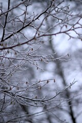 Fototapeta na wymiar Hiver neige branchages