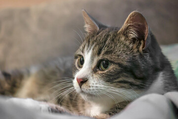 Cat. Tricolor cat. Woolen, fluffy, kind, affectionate kitten. The kitten is washed before bed. The cat is lying on the bed.