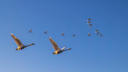 白鳥　群れ　飛ぶ