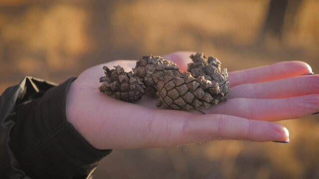 Few fir cones in women's hands. Pine cones in hands.