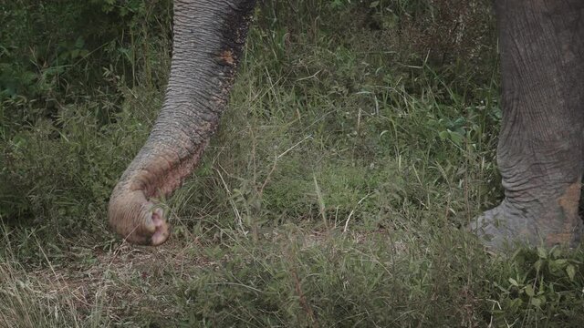 thai elephant free unchained  