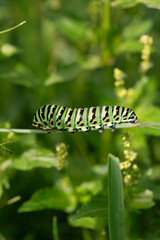 Macro footage of Caterpillar of Papilio Machaon swallowtail caterpillar feeding on Fennel branches. details in nature.