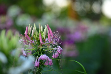 Obraz premium Colorful flowers in nature.flowers in the garden.Flower Blooming in the Suan Luang Rama IX