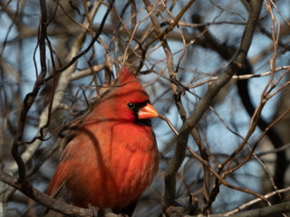 cardinal on a branch