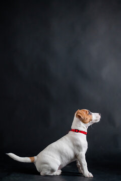 Cute little dog joyfully jumps and plays on a black background in the studio. Thoroughbred shorthair puppy Jack Russell Terrier in motion.
