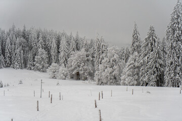 Herzogenhorn im Schwarzwald