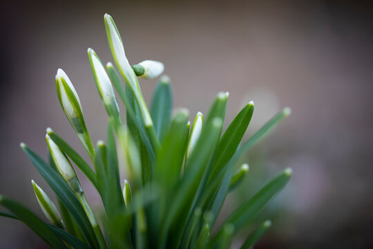 Campanilla de invierno o galanto (galanthus nivalis)