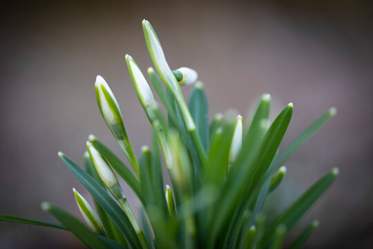 Campanilla de invierno o galanto (galanthus nivalis)