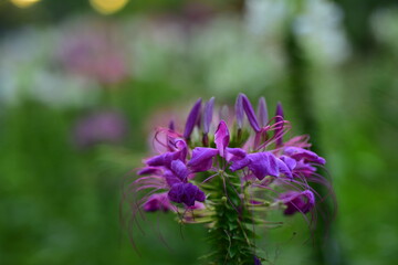 Colorful flowers in nature.flowers in the garden.Flower Blooming in the Suan Luang Rama IX